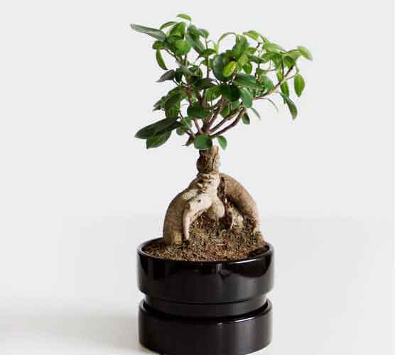 呼死您软件免费