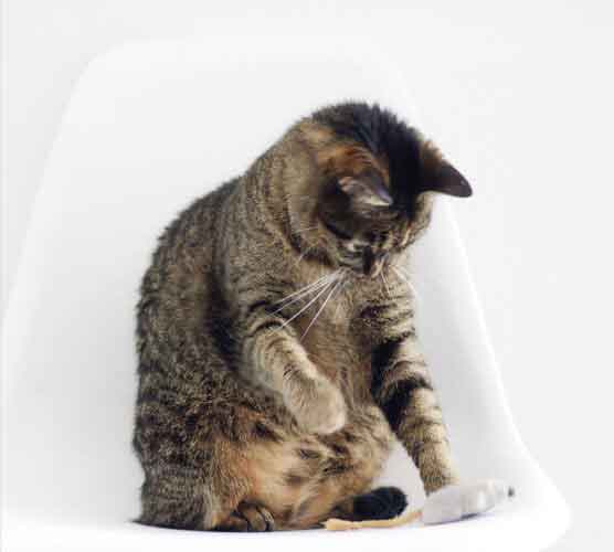 短信轰在线轰炸免费